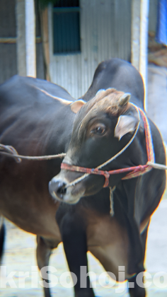 কুরবানির যগ্য দেশি ষার গরু